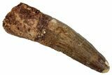 Fossil Spinosaurus Tooth - Real Dinosaur Tooth #268106-1